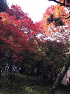 紅葉